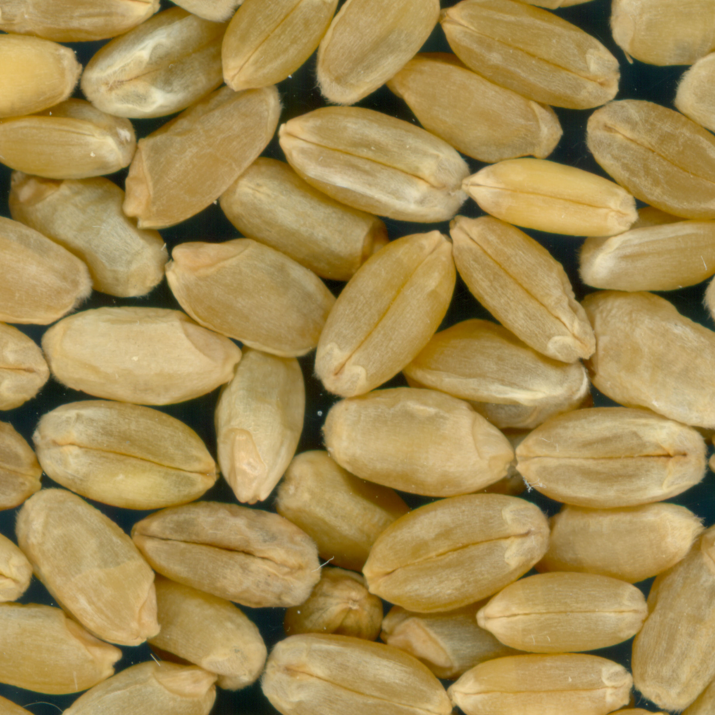 Click for 3 image(s) for this accession. KERNELS